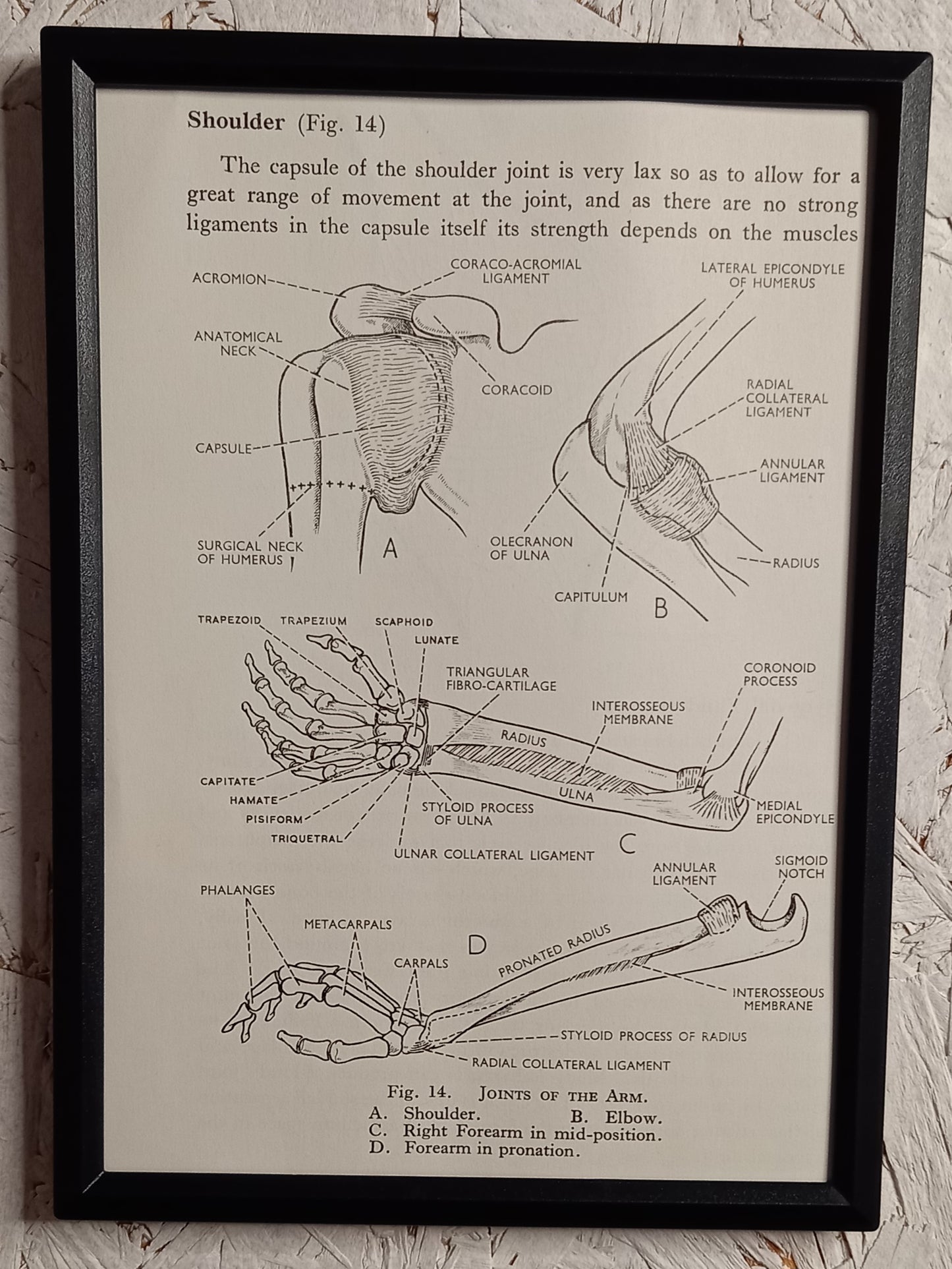 Applied Anatomy For Nurses - Framed Pages