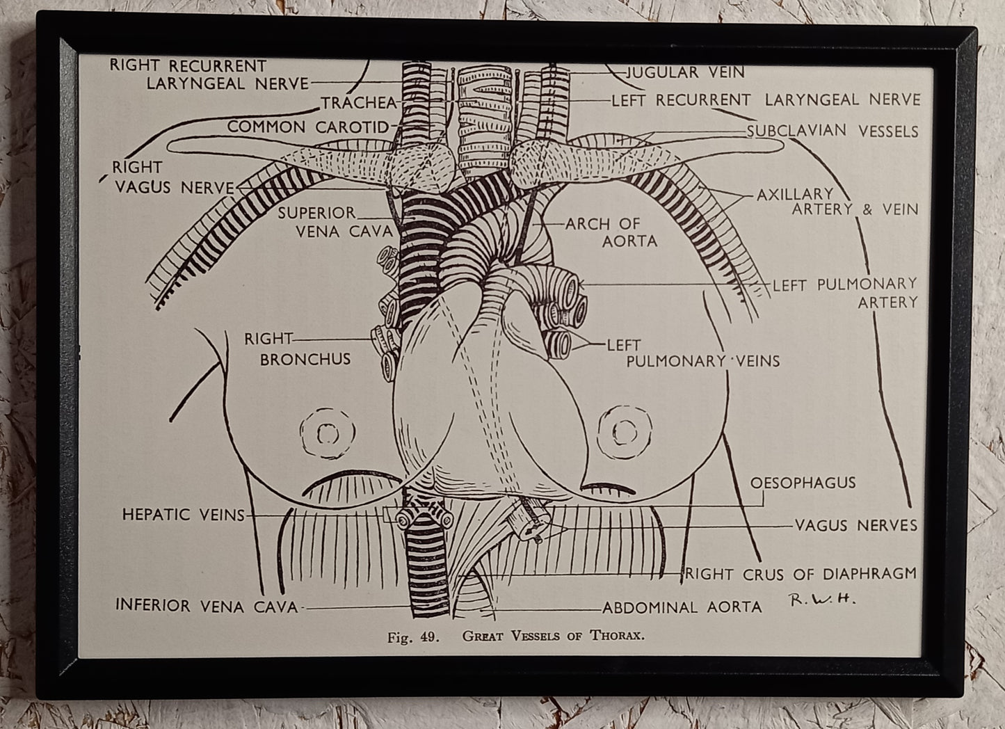 Applied Anatomy For Nurses - Framed Pages