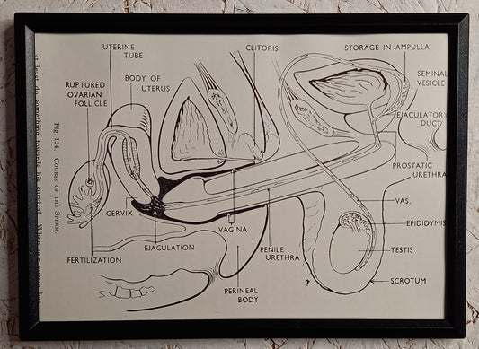 Applied Anatomy For Nurses - Framed Pages