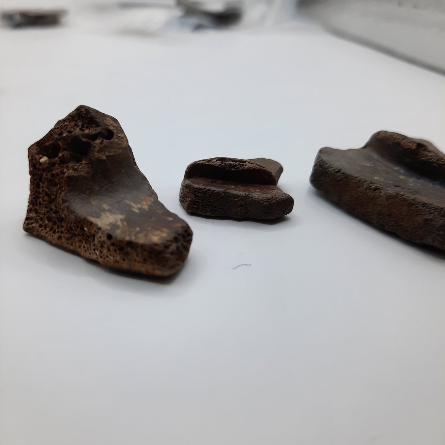 Crocodile/ Turtle Fossil bits