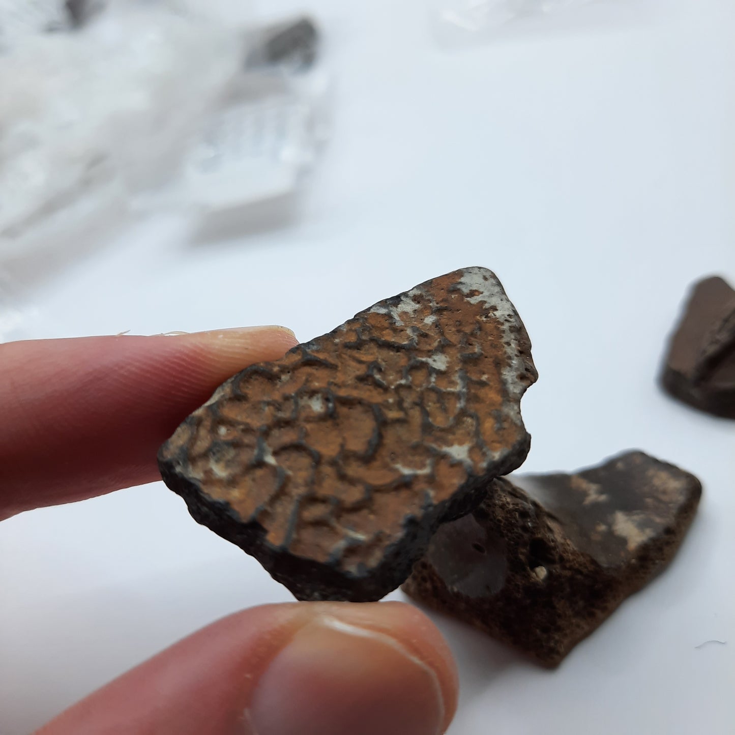 Crocodile/ Turtle Fossil bits