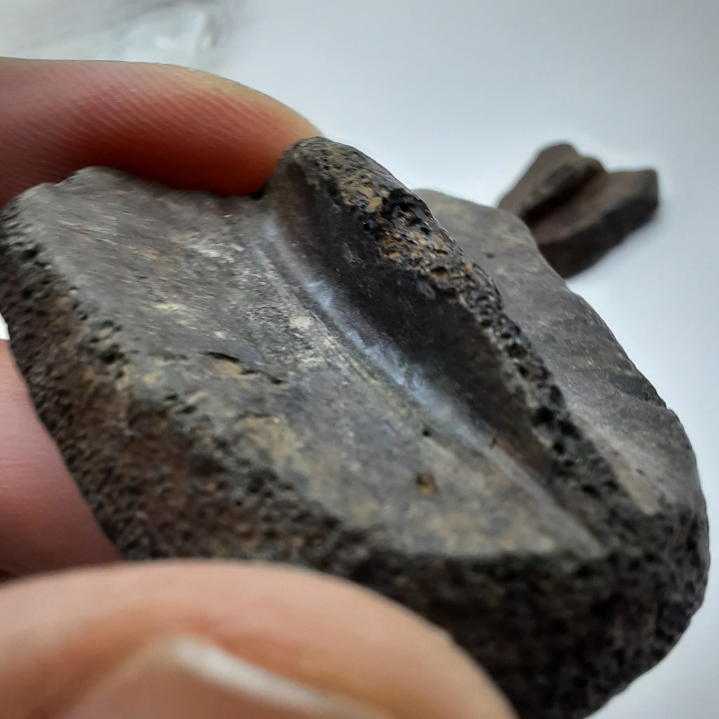 Crocodile/ Turtle bits