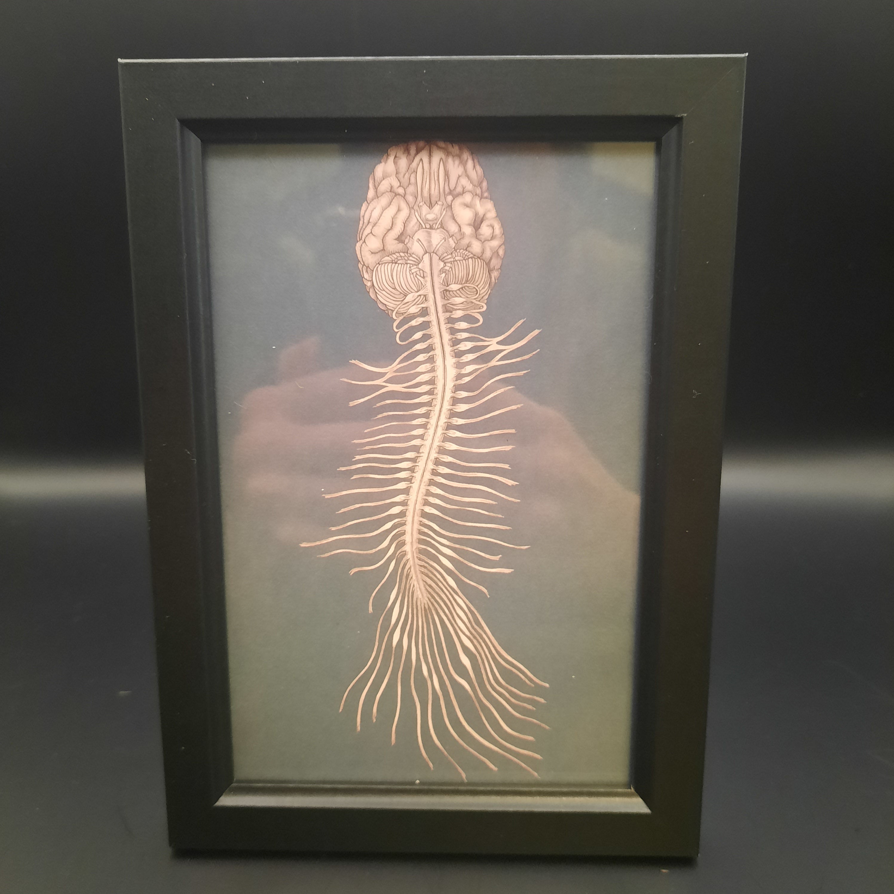 Framed Illustrations (Anatomical and more)