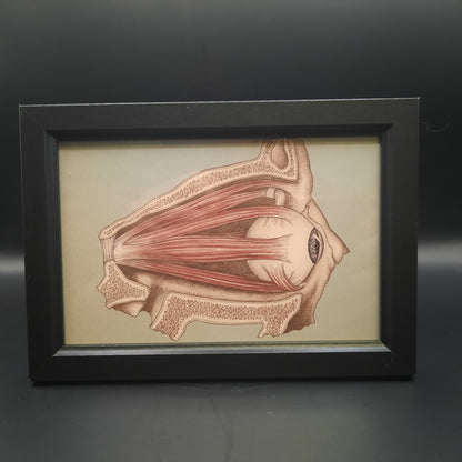 Framed Illustrations (Anatomical and more)