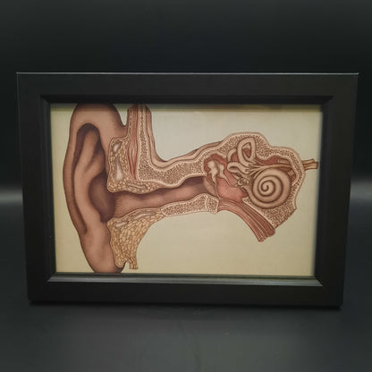 Framed Illustrations (Anatomical and more)