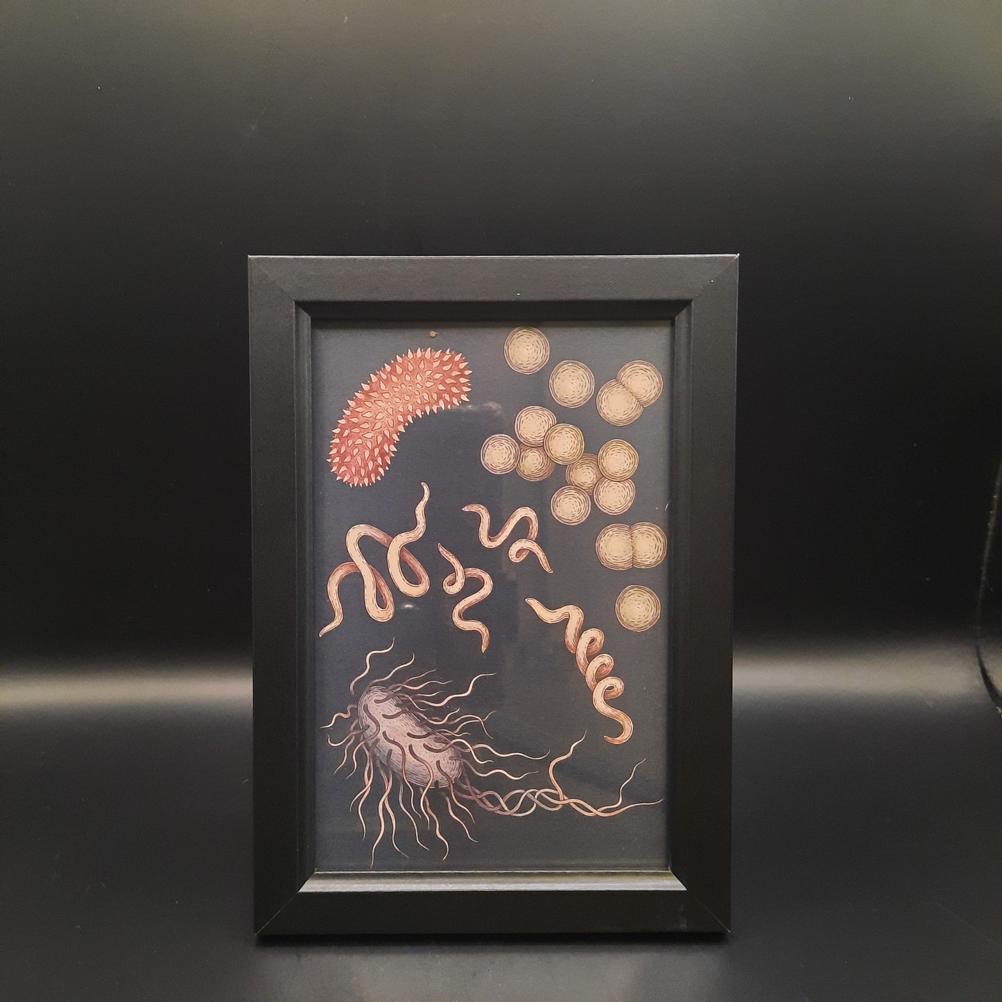 Framed Illustrations (Anatomical and more)