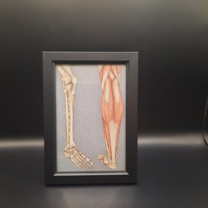 Framed Illustrations (Anatomical and more)