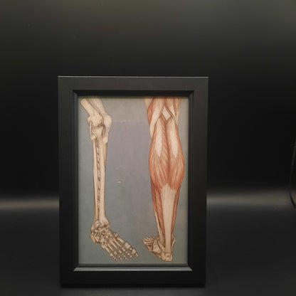 Framed Illustrations (Anatomical and more)