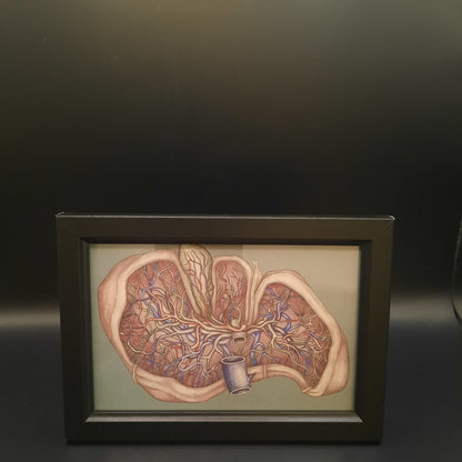 Framed Illustrations (Anatomical and more)