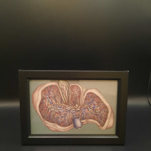 Framed Illustrations (Anatomical and more)