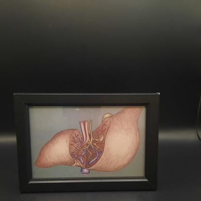 Framed Illustrations (Anatomical and more)