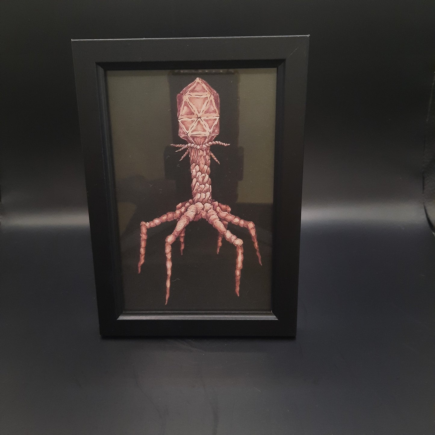 Framed Illustrations (Anatomical and more)