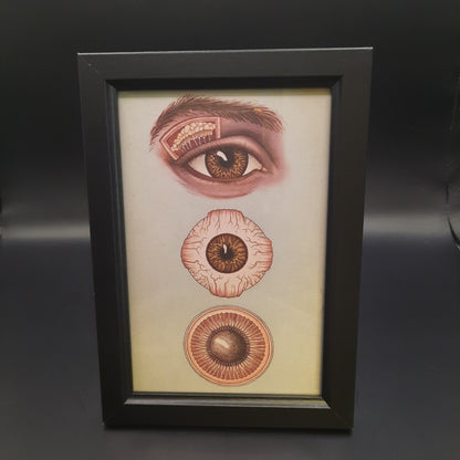 Framed Illustrations (Anatomical and more)