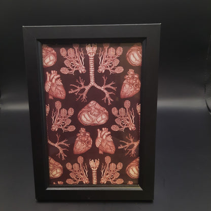 Framed Illustrations (Anatomical and more)