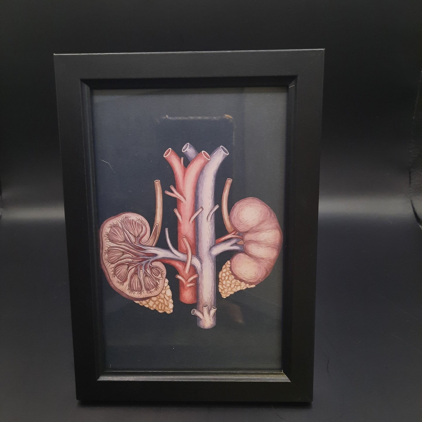 Framed Illustrations (Anatomical and more)