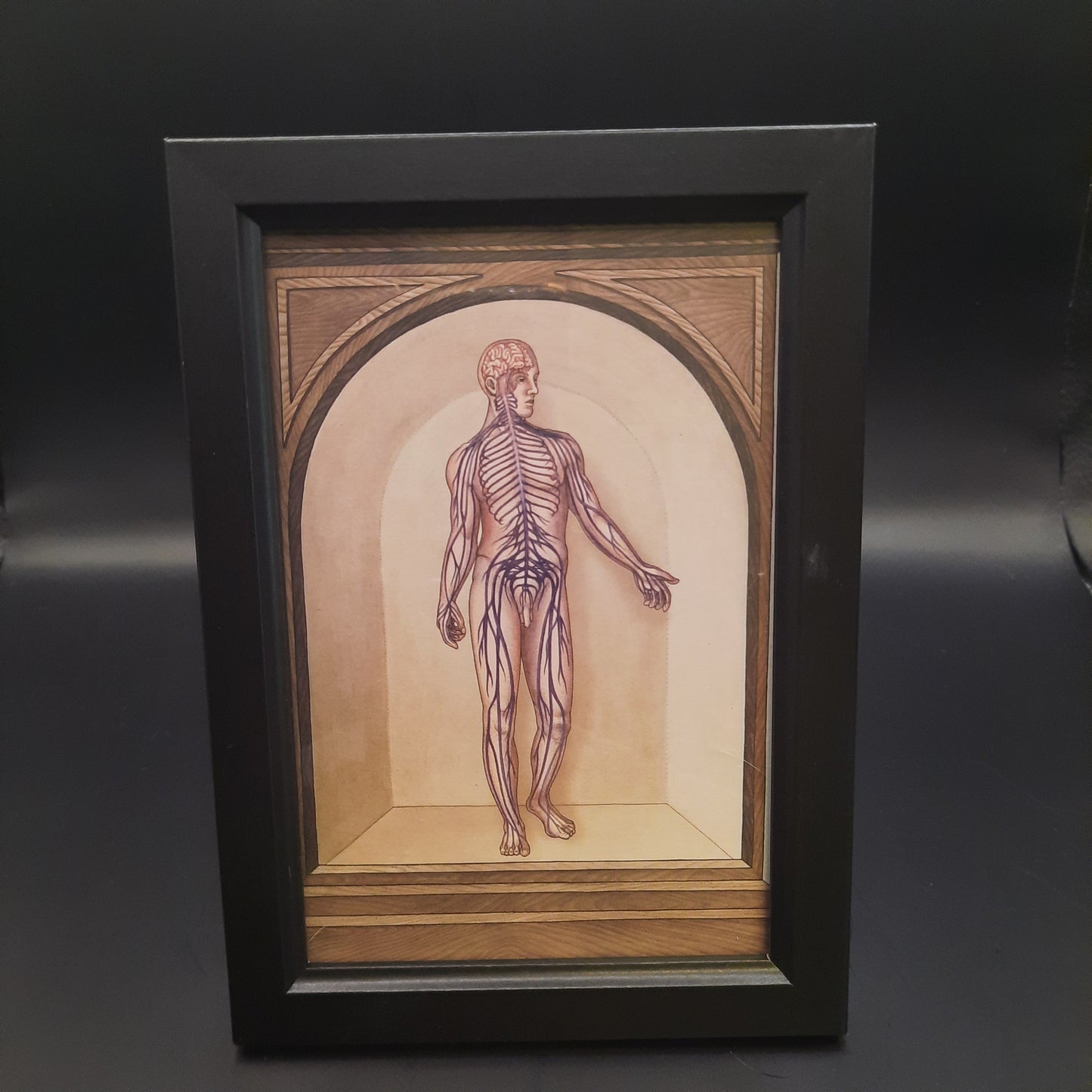 Framed Illustrations (Anatomical and more)