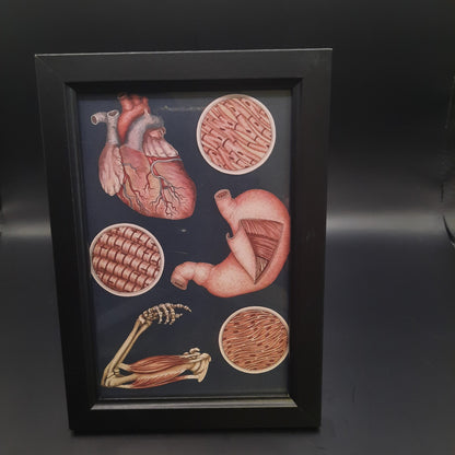 Framed Illustrations (Anatomical and more)