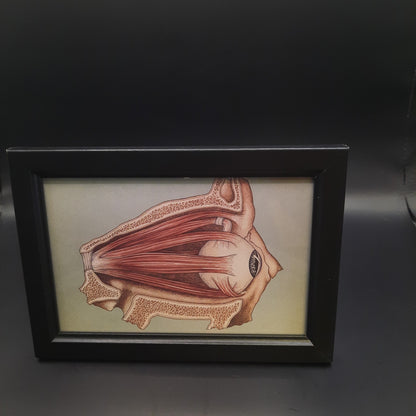 Framed Illustrations (Anatomical and more)