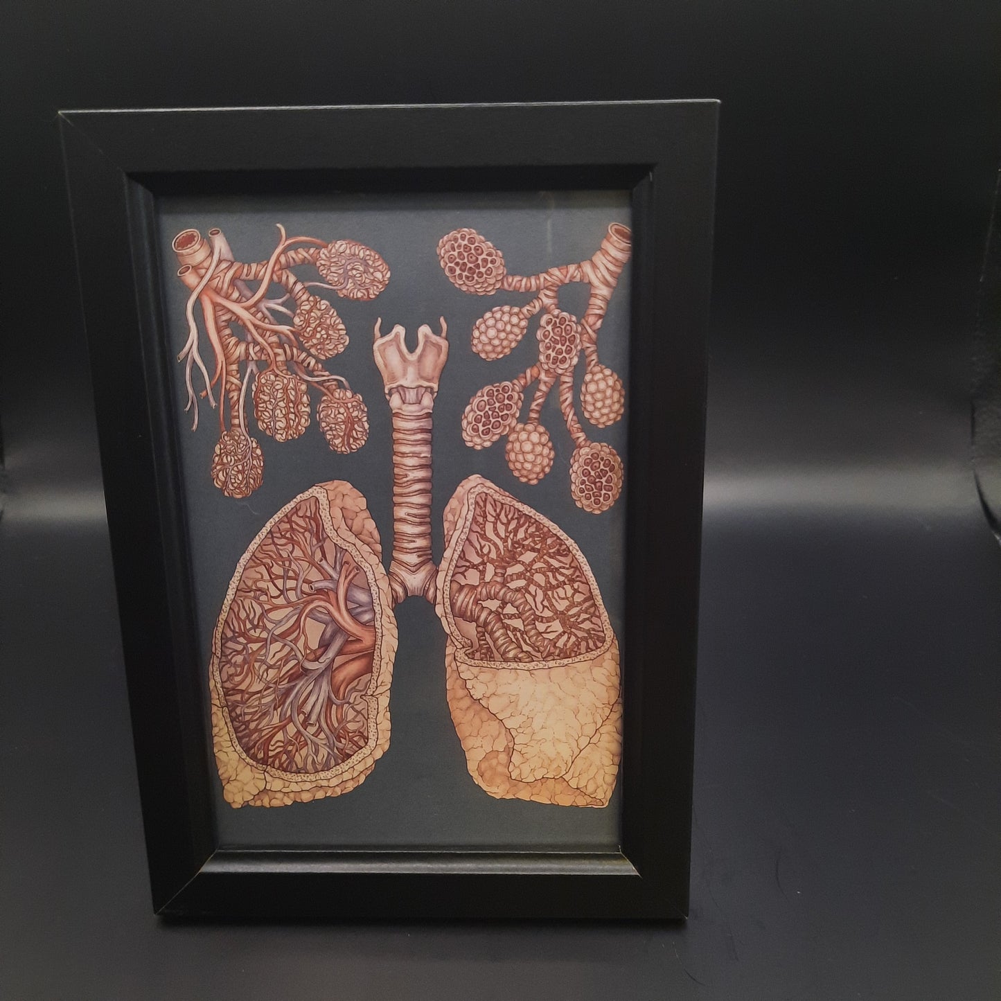 Framed Illustrations (Anatomical and more)