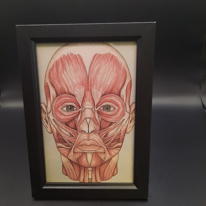 Framed Illustrations (Anatomical and more)