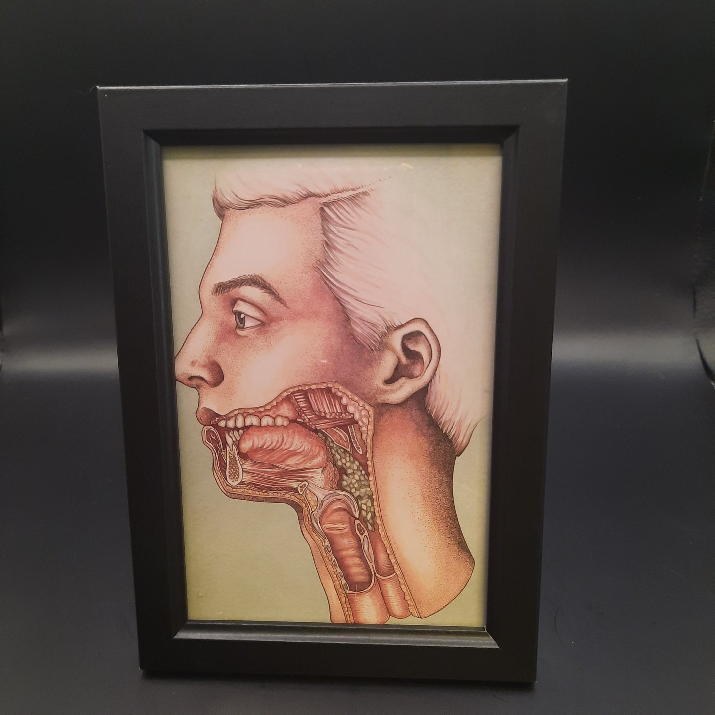 Framed Illustrations (Anatomical and more)