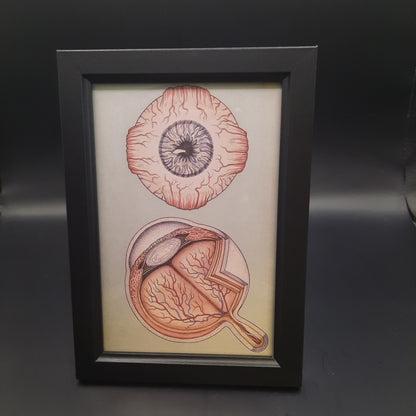 Framed Illustrations (Anatomical and more)