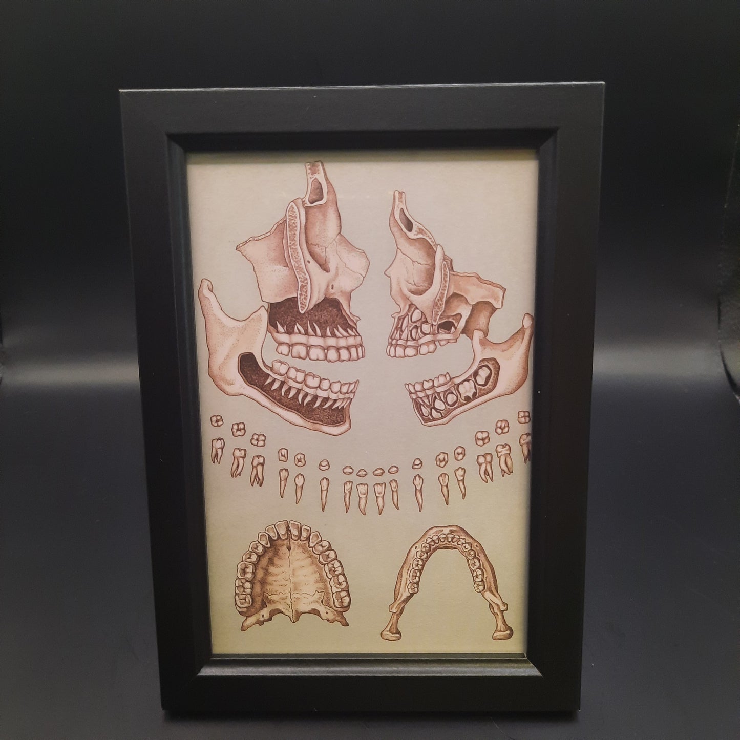 Framed Illustrations (Anatomical and more)