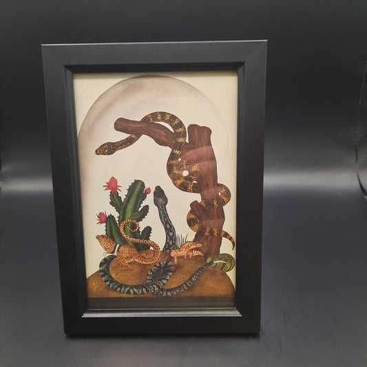 Framed Illustrations (Anatomical and more)