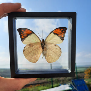 Framed Butterflies