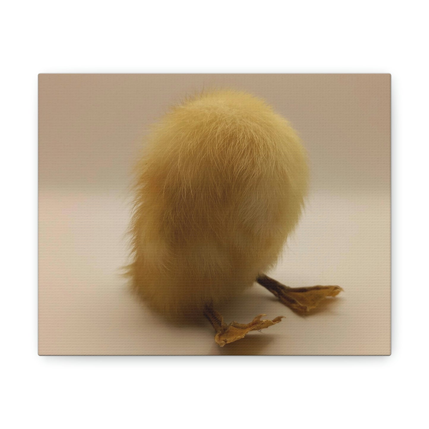 Headless Duckling Canvas