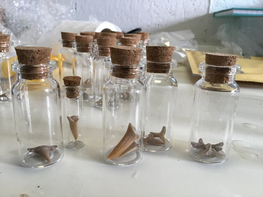 Shark Teeth in Glass Vial