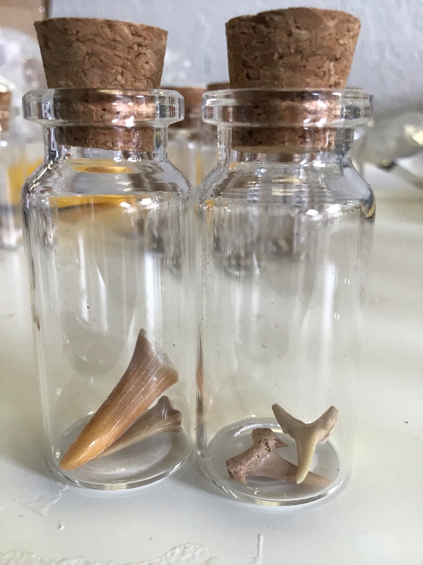 Shark Teeth in Glass Vial