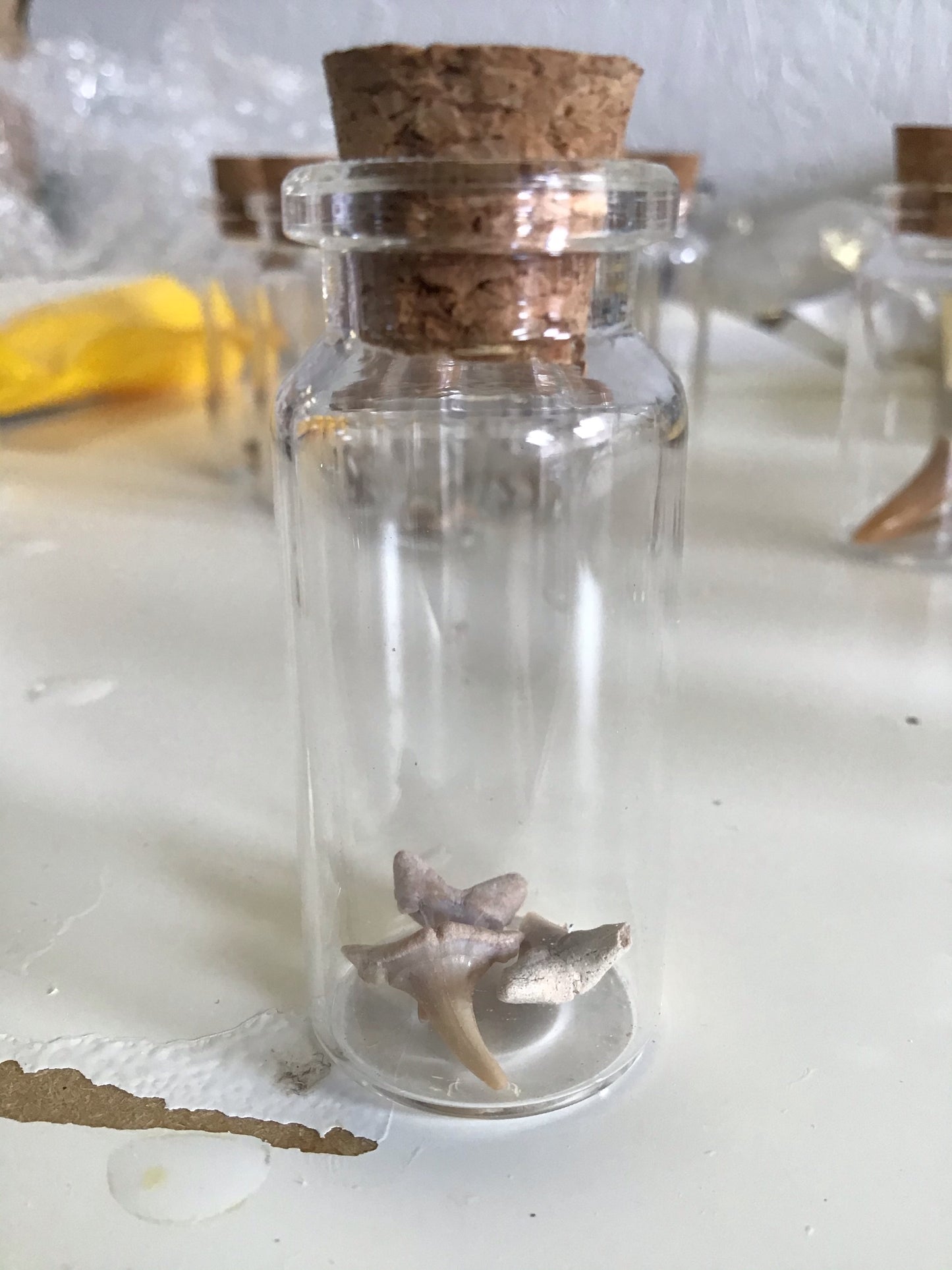 Shark Teeth in Glass Vial