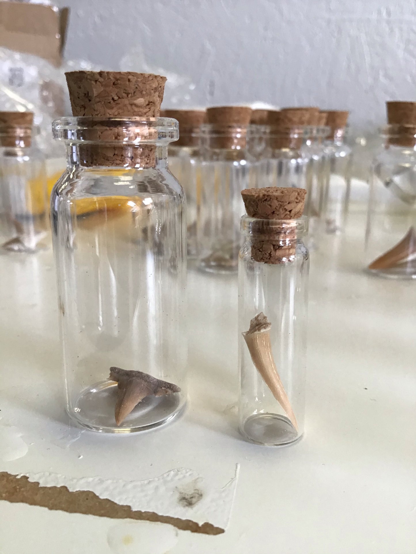 Shark Teeth in Glass Vial