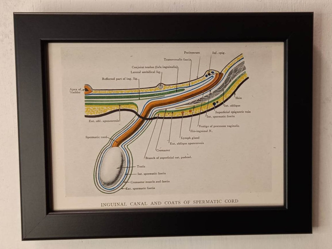 Antique Coloured Anatomical Diagrams (Framed)