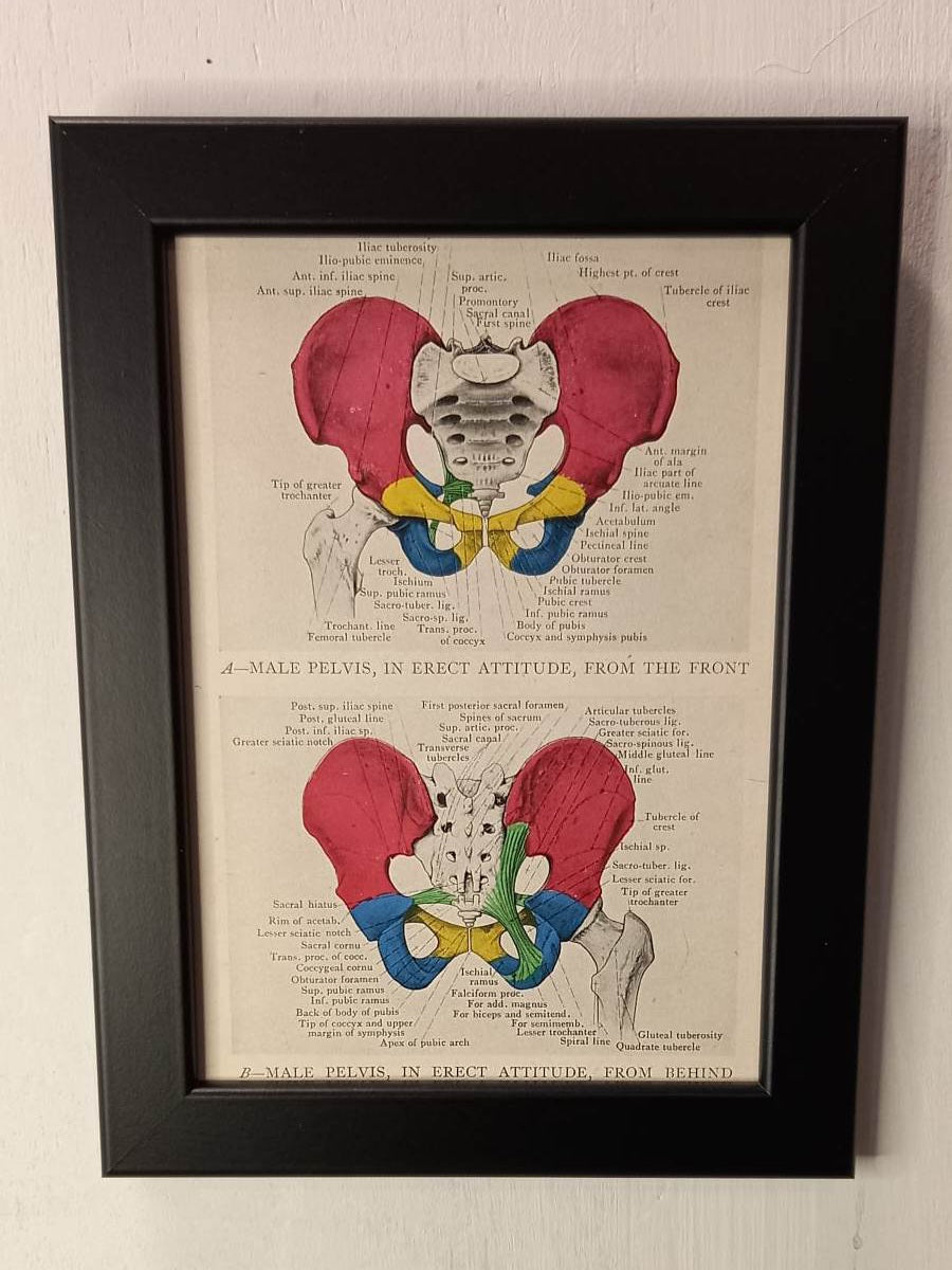 Antique Coloured Anatomical Diagrams (Framed)