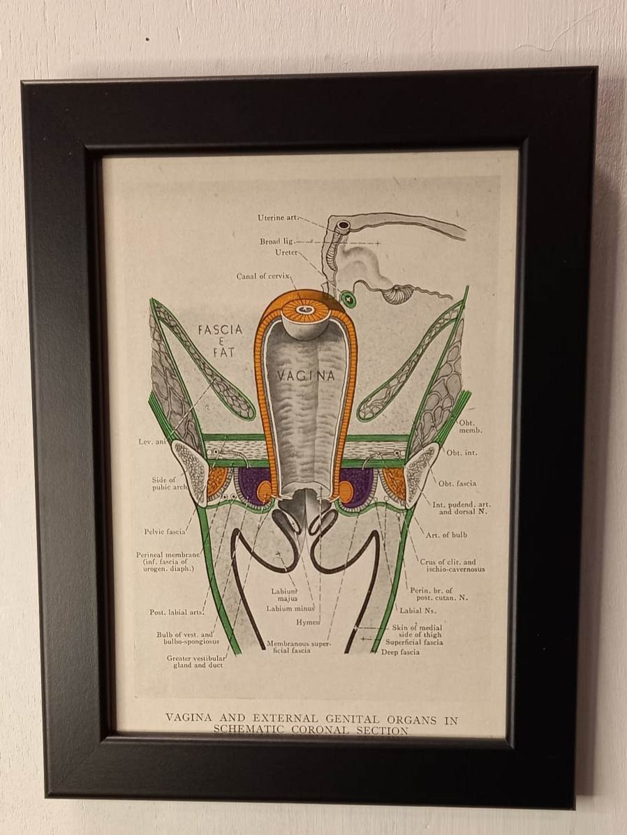 Antique Coloured Anatomical Diagrams (Framed)