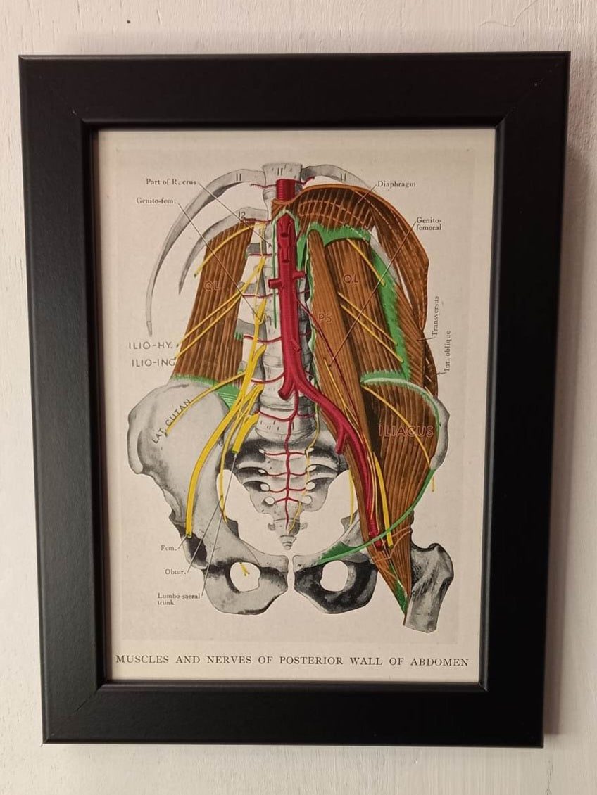 Antique Coloured Anatomical Diagrams (Framed)