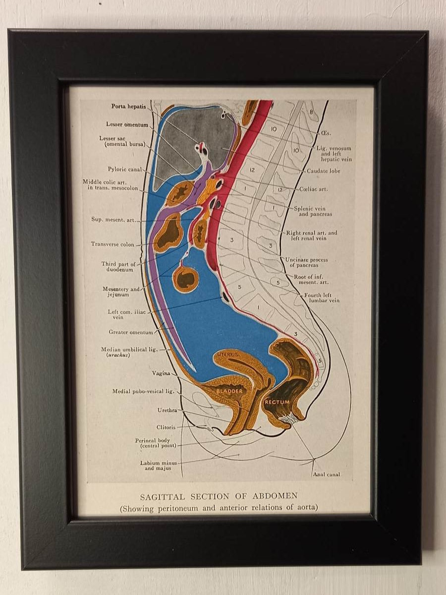 Antique Coloured Anatomical Diagrams