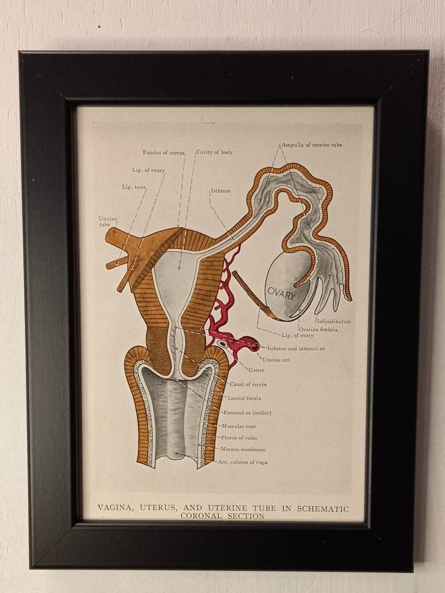 Antique Coloured Anatomical Diagrams (Framed)