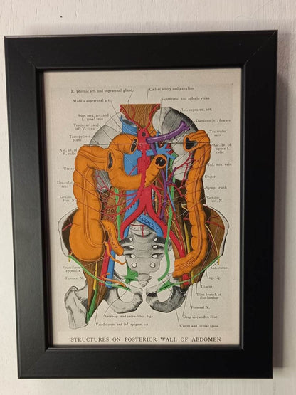 Antique Coloured Anatomical Diagrams (Framed)