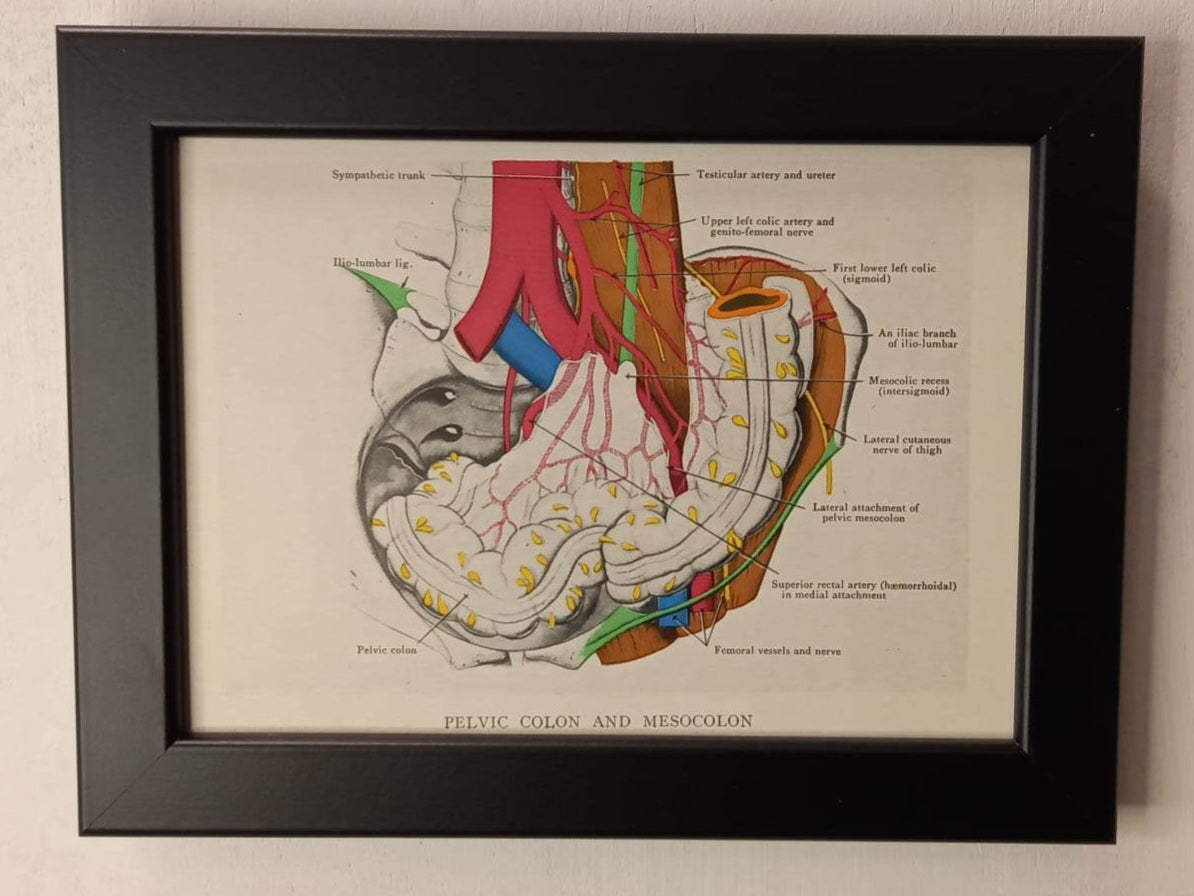 Antique Coloured Anatomical Diagrams (Framed)