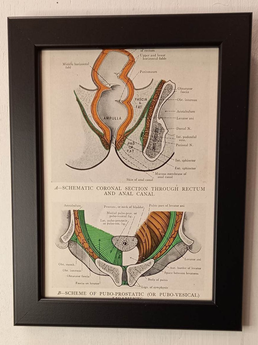 Antique Coloured Anatomical Diagrams (Framed)