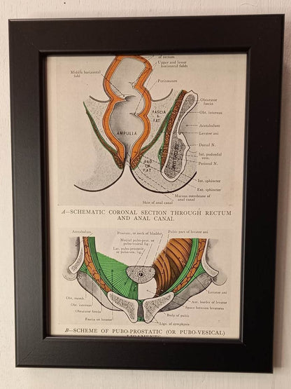 Antique Coloured Anatomical Diagrams