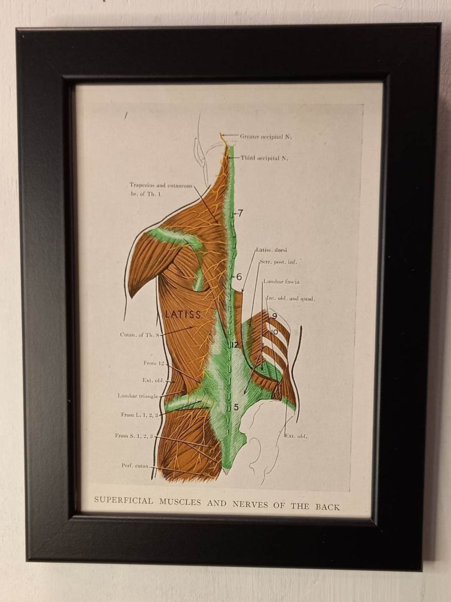 Antique Coloured Anatomical Diagrams (Framed)