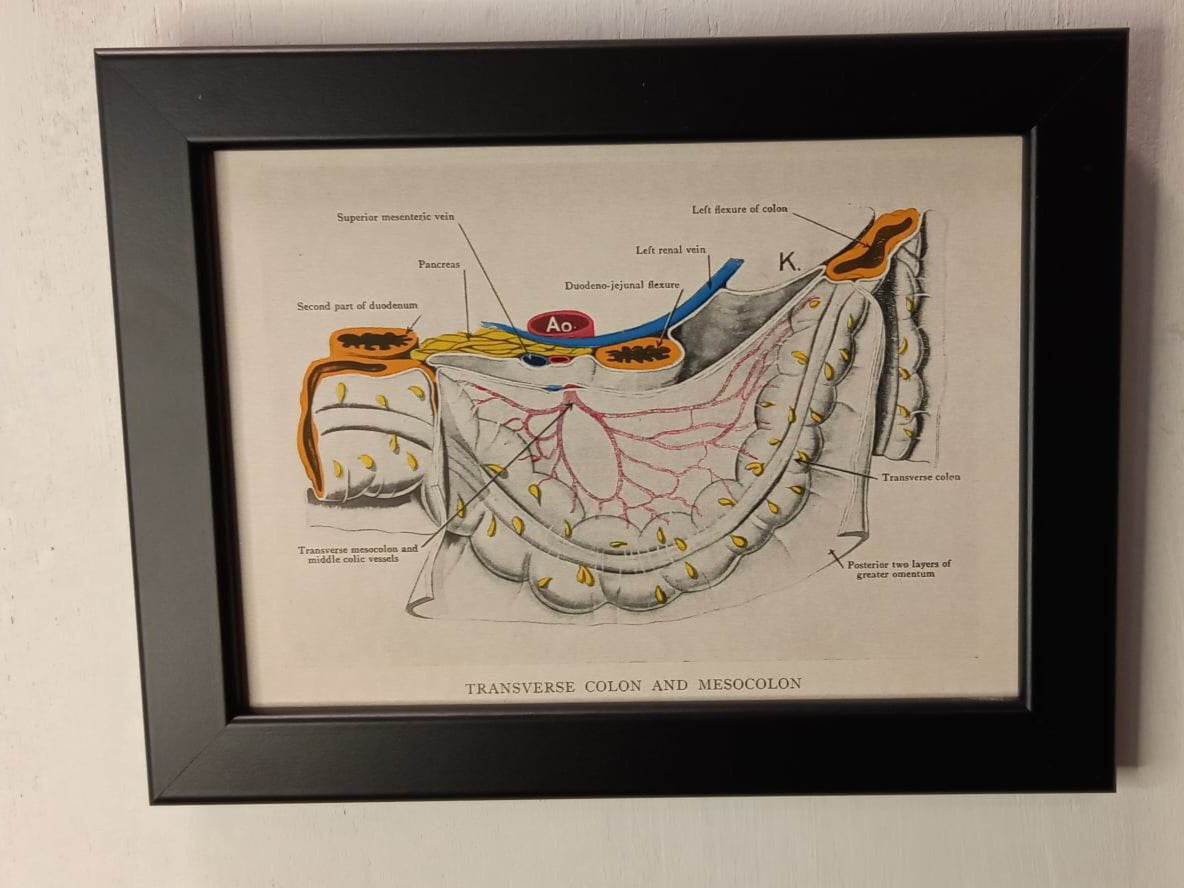 Antique Coloured Anatomical Diagrams