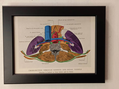 Antique Coloured Anatomical Diagrams (Framed)