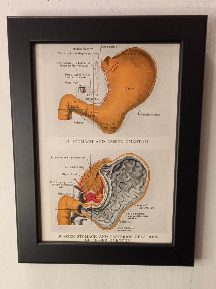 Antique Coloured Anatomical Diagrams (Framed)