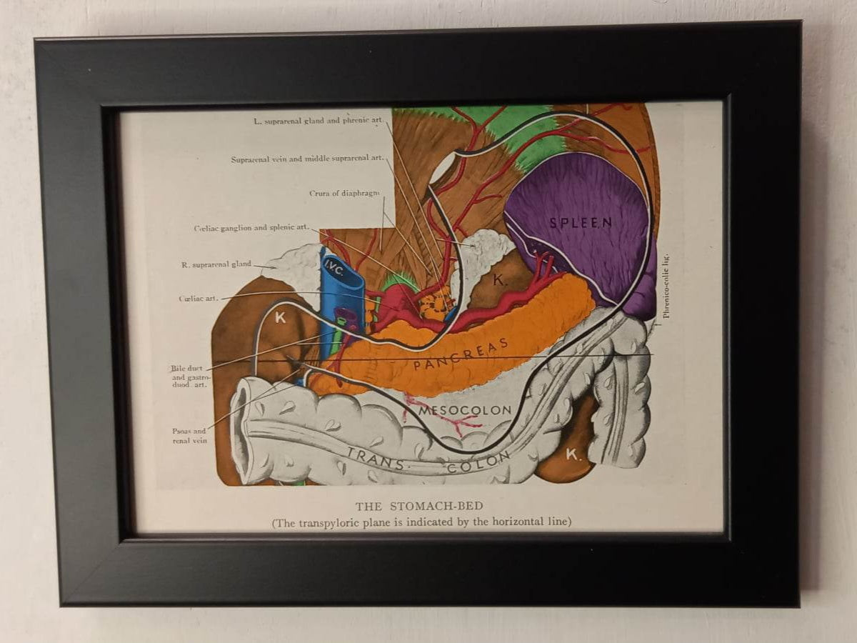 Antique Coloured Anatomical Diagrams