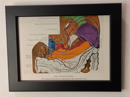 Antique Coloured Anatomical Diagrams (Framed)